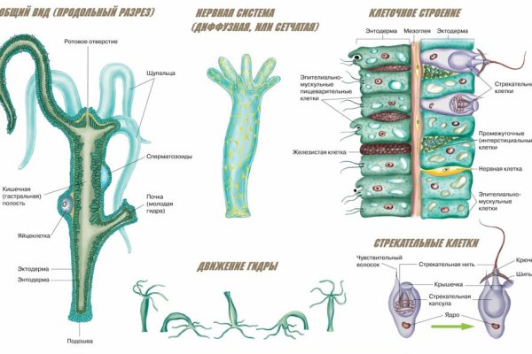 Kraken смылка