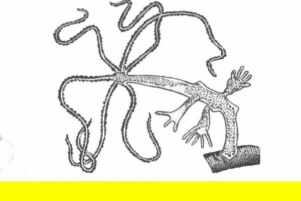 Kraken актуальный сайт